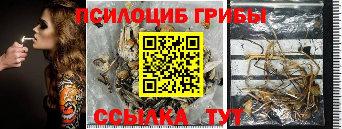Сарапул  Галлюциногенные грибы Psilocybe  Вход с VPN 